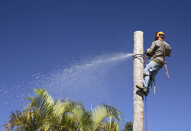 Best Root Management and Removal  in Cascade Chipita Park, CO