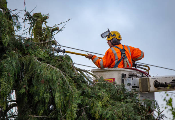 Best Tree Removal Service  in Cascade Chipita Park, CO