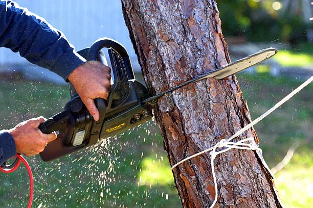 Best Fruit Tree Pruning  in Cascade Chipita Park, CO