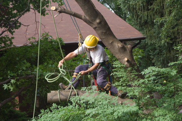 How Our Tree Care Process Works  in  Cascade Chipita Park, CO