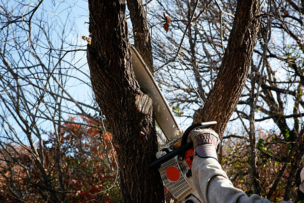 Best Tree Preservation Services  in Cascade Chipita Park, CO