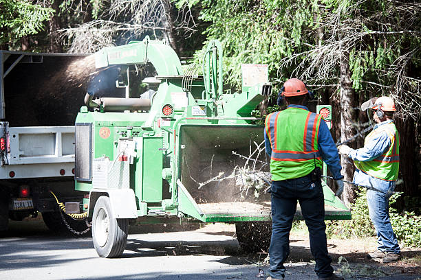 Best Tree Trimming and Pruning  in Cascade Chipita Park, CO