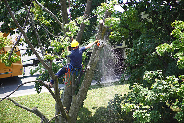 Best Arborist Consultation Services  in Cascade Chipita Park, CO