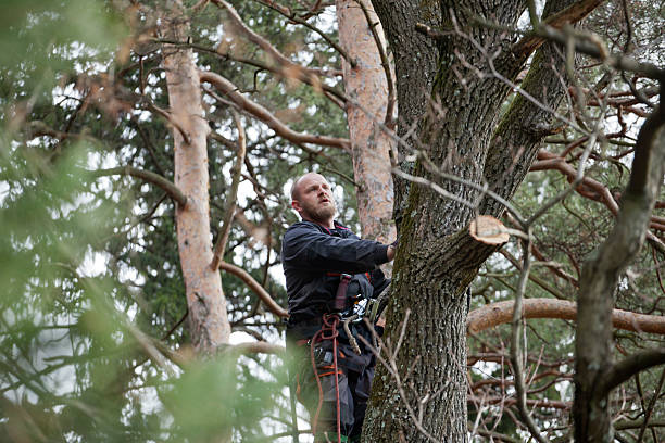 Tree and Shrub Care in Cascade Chipita Park, CO