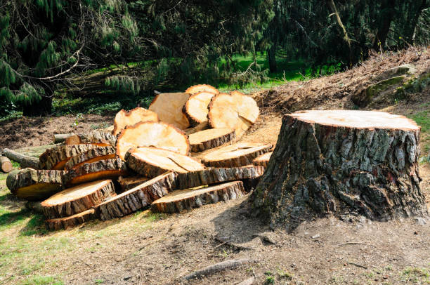 Best Stump Grinding and Removal  in Cascade Chipita Park, CO